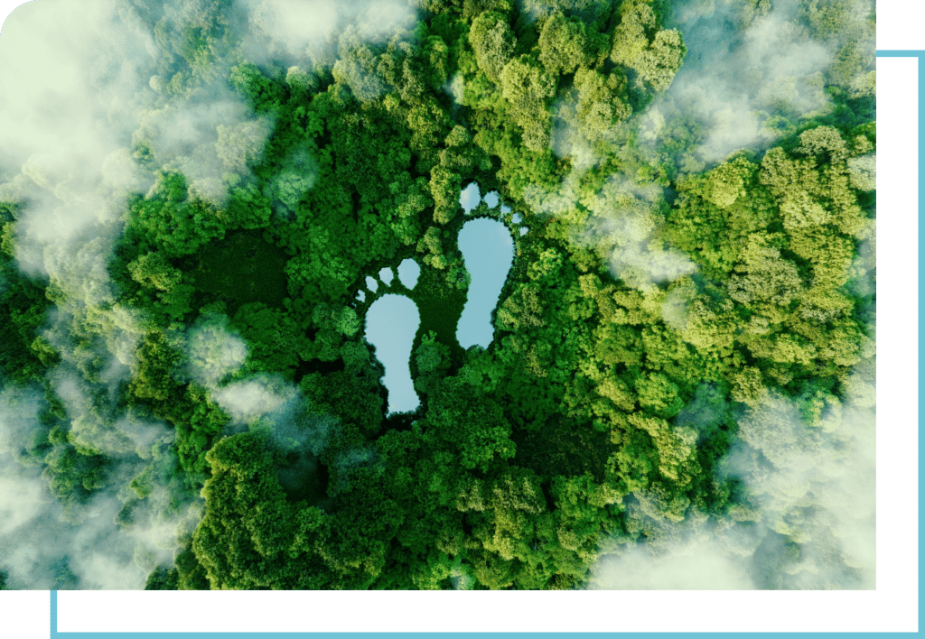Overhead View of Green Forest with Footprints